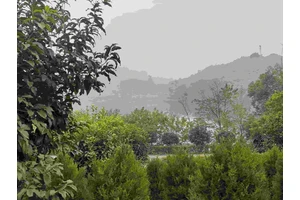 树葬新型安葬方式